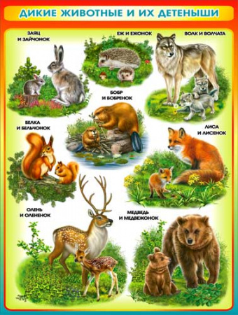 Плакат А2 "Дикие животные и их детеныши" 450х595 мм, Р2-191